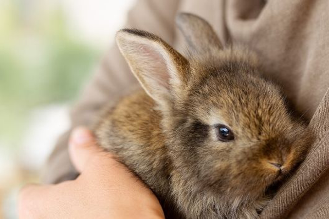 Potrebujú králiky vápnik?
