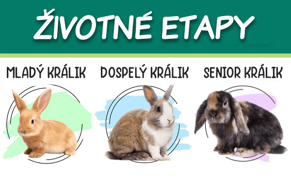 Etapy ivota Krlika